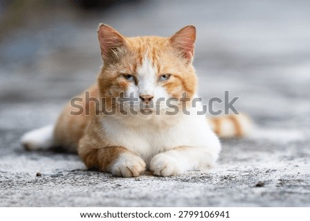 A cat alone in the forest, yellow cat, lonely cat

