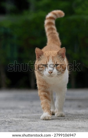 A cat alone in the forest, yellow cat, lonely cat
