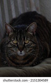 Cat With Amber Eyes Closeup