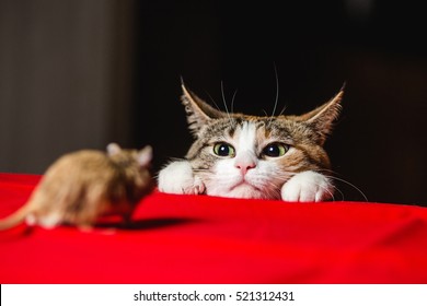 Cat in an ambush on a mouse hunt. Deadlock.