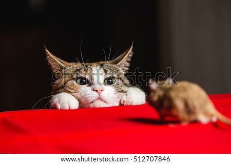 Cat in an ambush on a mouse hunt Stock foto © 