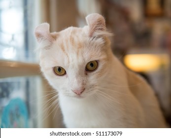 Cat American Curl