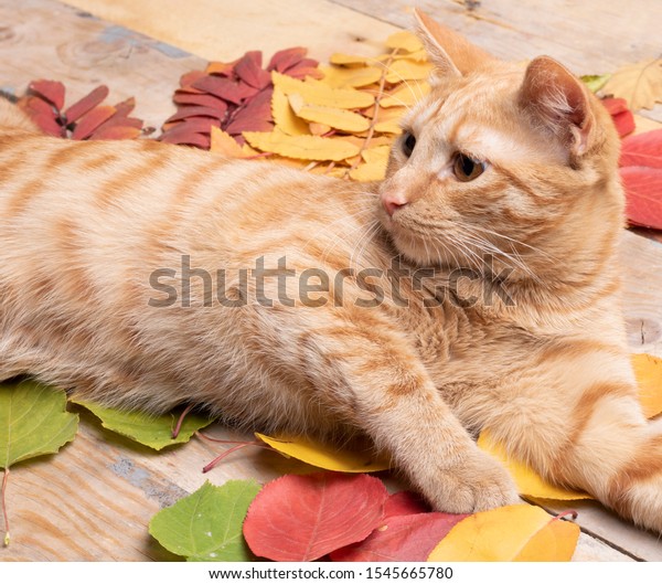 Cat\
among Autumn Leaves over wooden background.Top\
view