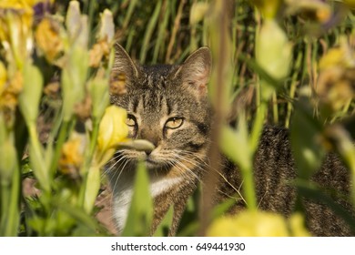Cat among the irises on the farm at Stoney Creek Valley.