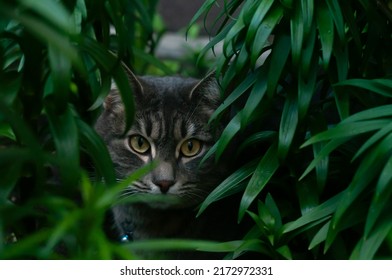 5,867 Cat tall Images, Stock Photos & Vectors | Shutterstock