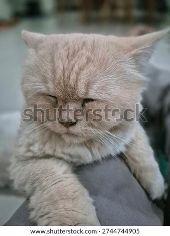 The cat angry because disturbed while sleeping