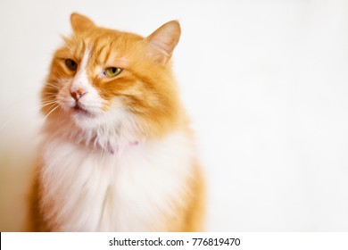 Cat Angry Look On White Background