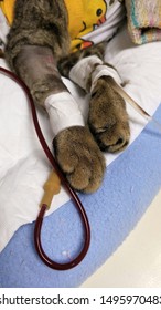 A Cat In The Animal Hospital. Blood Transfusion