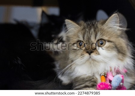 cat animal kitten pet kittycat