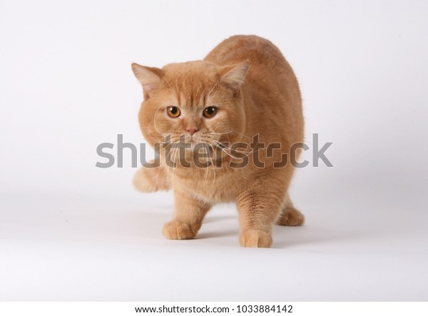 Cat Animal Mammal Breed Shorthaired English Stock Photo Edit Now