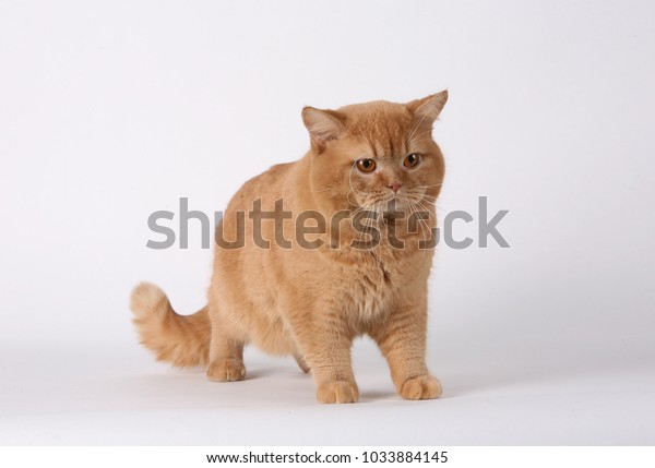 Cat Animal Mammal Breed Shorthaired English Stock Photo Edit Now