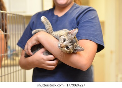 Cat at an Animal Shelter
