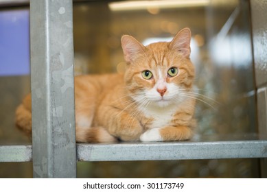 Cat At Animal Shelter Housing