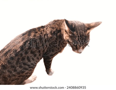 Cat animal short-haired pet cute kitten pussycat kitty moggie grimalkin mammal domestic cats funny housecat tabby puss closeup  chatte, gato, gata, stock photo.