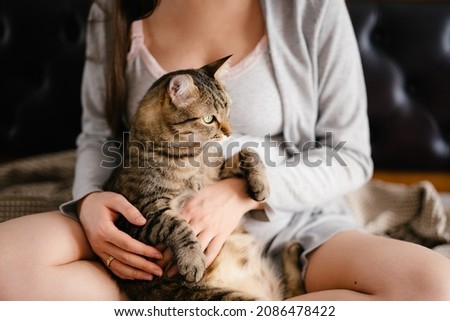 Cat in the arms of a pregnant woman. Close-up
