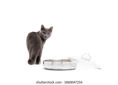 Cat Walking Away Images, Stock Photos u0026 Vectors  Shutterstock