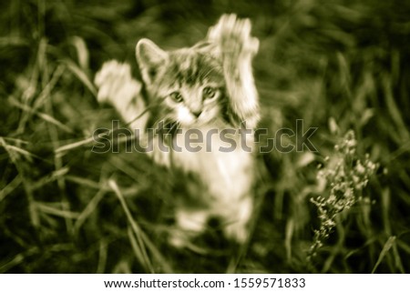 Cat attack. The attacking kitten is playing. Blurred in green tone