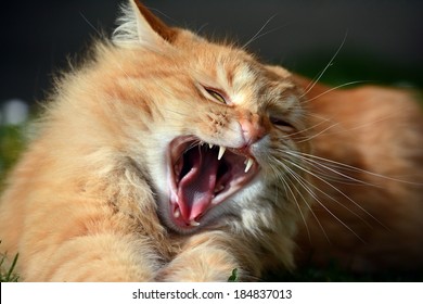 94 Cat evil looking yawning Images, Stock Photos & Vectors | Shutterstock