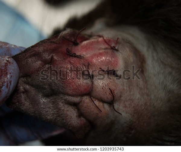 how much is dog ear hematoma surgery