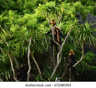 Cat Ba Limestone Langur