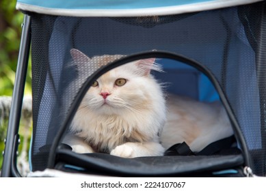 Cat in a baby car Stock Picture