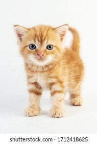 Katzenbaby-Tabby Kitten Cute Beautifu auf weißem Hintergrund