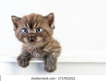 好奇心が強い猫 Images Stock Photos Vectors Shutterstock