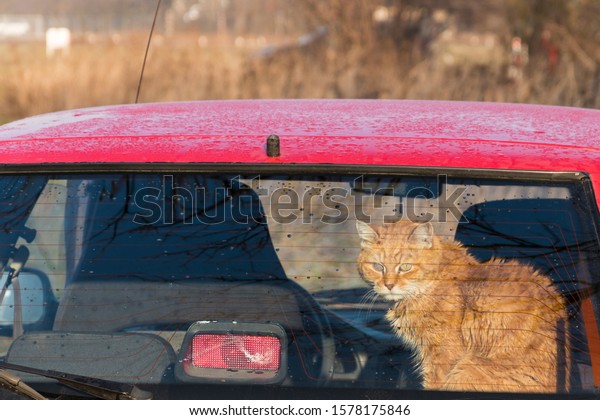 Cat in the back of car looking through the window.\
Traveling with a pet. red, orange kitty is sitting in red auto.\
Train your feline to travel together. Reducing Cat Stress during\
Car Rides. 