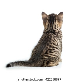 Cat Back View. Kitten Sitting Isolated On White.