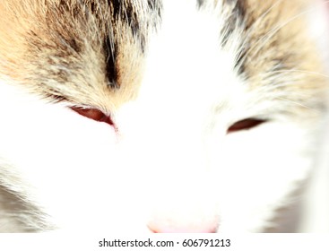 Cat background 