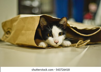 Cat In A Bag