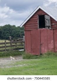 Cat in a Barn Yard
