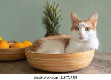 Cat Basket Hangover On Table With Some Fruits Behind