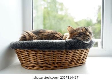 A cat in a basket sleeps on a windowsill