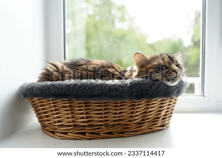A cat in a basket sleeps on a windowsill