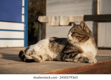 The cat is basking in the sun. Funny striped gray-white kitten enjoys the warm rays of the sun. Street yard cat close-up. The concept of spring, warmth, relaxation and peace. Funny portrait of a pet - Powered by Shutterstock