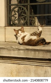 Cat Basking Under The Sun Reys