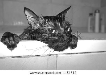 Similar – Image, Stock Photo Black funny cat wet in bath