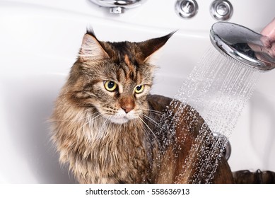 Cat Bath. Wet Cat