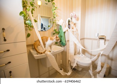 Cat In Bathroom Making A Mess With Toilet Paper