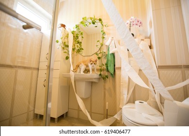 Cat In Bathroom Making A Mess With Toilet Paper