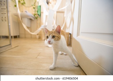 Cat In Bathroom Making A Mess With Toilet Paper