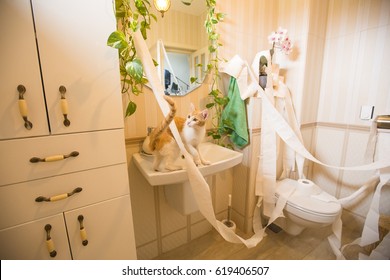 Cat In Bathroom Making A Mess With Toilet Paper