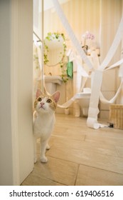 Cat In Bathroom Making A Mess With Toilet Paper