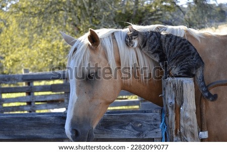 a cat with a beautiful horse 