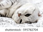 cat in bed