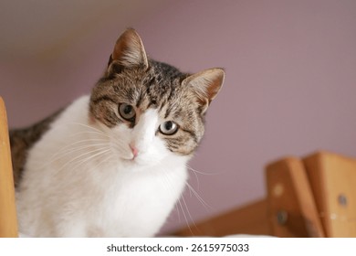 A cat in a bed while looking down