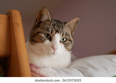 A cat in a bed while looking down