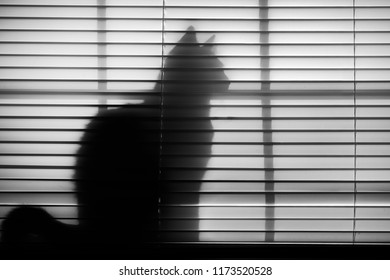Cat Behind the Blinds - Powered by Shutterstock