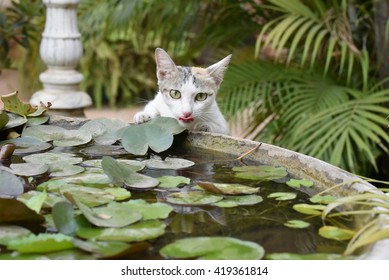 A Cat Behind Pool